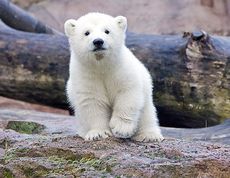 В Ижевском зоопарке появился на свет белый медвежонок