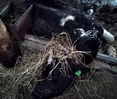 Истощенных коров могут изъять с фермы в Ярском районе