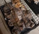 Зоозащитники спасли 13 кошек из ижевской квартиры