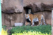 В Ижевском зоопарке амурские-тигрята близнецы вышли на прогулку со своей мамой