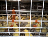 На Удмуртской птицефабрике заканчивается проект реконструкции 6 корпусов