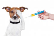 Прививки для собак и щенков