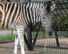 В Ижевском зоопарке появилась зебра