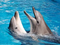 Состояние дельфинов в передвижном дельфинарии проверили ветеринары