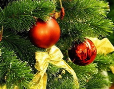 В Удмуртской Республике начинается заготовка новогодних елей
