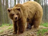 В Удмуртии на охотника напал медведь