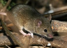 В Удмуртии мышиную лихорадку подхватило уже почти 80 человек