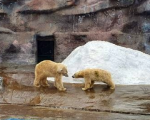 В зоопарке Ижевска погибла медведица Аврора