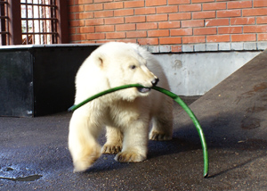 Зоопарк в Ижевске приютил потерявшегося белого медвежонка