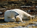 В Ижевском зоопарке появился на свет белый медвежонок