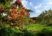 Удмуртский ботанический сад может стать площадкой экотуризма