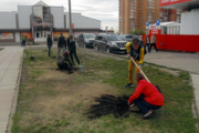 В Глазове состоялась акция под названием «Дерево Победы»