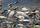 Жители Удмуртии обеспокоены гибелью рыбы в реке Ува