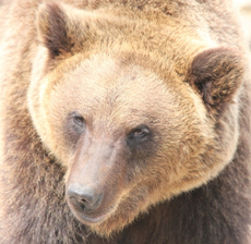Бурый медведь в зоопарке Удмуртии вышел из спячки