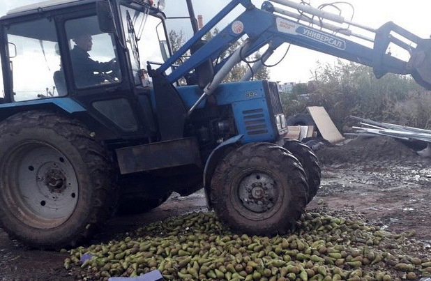 В Удмуртии раздавали 800 килограммов польских груш