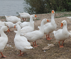 В Удмуртии открылась первая ферма по разведению гусей