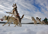 В Удмуртии впервые состоялись соревнования по ездовому спорту на собаках