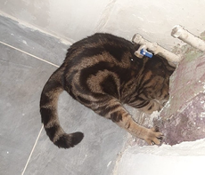 В Глазове спасатели достали из отверстия в стене застрявшего кота
