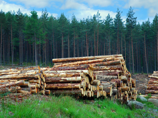 Информационно-торговый портал о лесной отрасли