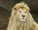 Старейший обитатель Ижевского зоопарка – белый лев Оскар отметил 15-летний юбилей
