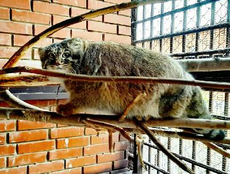 В зоопарке в Ижевске поселился манул Алтай