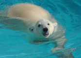 Белый медведь из ижевского зоопарка переехал в Ростов