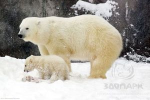 Белого медвежонка из ижевского зоопарка назвали Ниссаном
