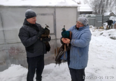 В Глазове спасатели спасли двух павлинов