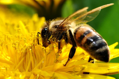 В Удмуртии снова зафиксирован случай массовой гибели пчел