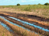 В Удмуртии проливные дожди привели к гибели 41,6 тысяч га сельхозкультур