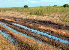 В Удмуртии проливные дожди привели к гибели 41,6 тысяч га сельхозкультур