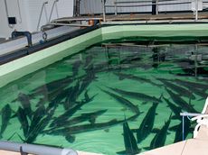 В Удмуртии планируют утроить производство прудовой рыбы