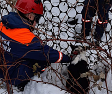 Глазовские спасатели помогли собаке, которая застряла в заборе