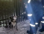 В Глазове спасатели освободили застрявшую в заборе собаку