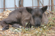 Посетители ижевского зоопарка насмерть закормили оленёнка