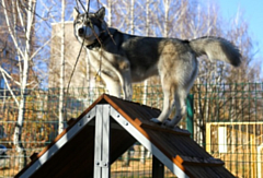 В Ижевске открылась вторая площадка для выгула собак