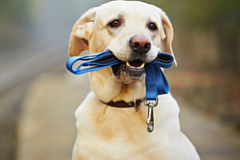 Глазовским собаководам рекомендуют осторожнее выгуливать своих питомцев