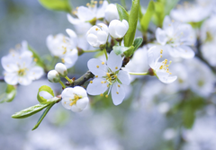 25 мая выпускники глазовских школ посадили яблоневый сад