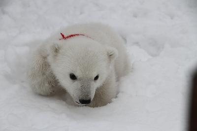 В Ижевском зоопарке впервые показали публике родившихся белых медвежат