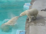 Белых медведей в Ижевском зоопарке в жару кормят фруктовым мороженым
