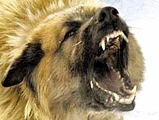 В Новом Уренгое собака насмерть загрызла вахтовика из Удмуртии
