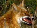 В Удмуртии прохожий обычной палкой убил бешеную лису