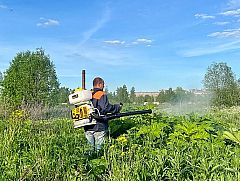 В Глазове продолжается борьба с борщевиком