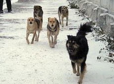 На отлов бродячих собак потратят почти полмиллиона рублей