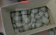 В Балезино с поезда сняли 250 черепах без документов