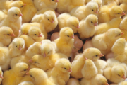 На пожаре, который произошел на «Удмуртской птицефабрике», погибли 17 тысяч цыплят