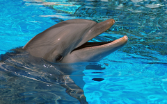 Главное управление ветеринарии Удмуртии проверит дельфинов из передвижного дельфинария