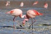 В Удмуртии осужденные колонии-поселения нашли розового фламинго