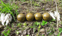 Бойцы Росгвардии уничтожили 4 ручных гранаты, обнаруженных при въезде в Глазов