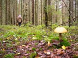 В Удмуртии ищут потерявшихся в лесу грибников